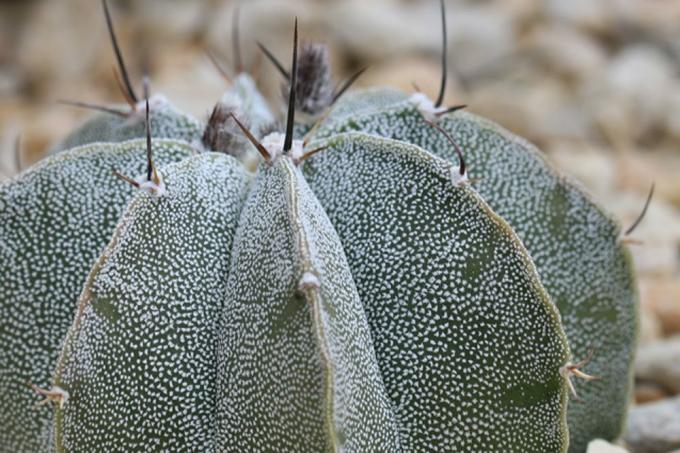 Bischofsmütze-kaktus kukkii maaliskuusta lokakuuhun