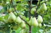 10 gyümölcs cserépben való termesztéshez