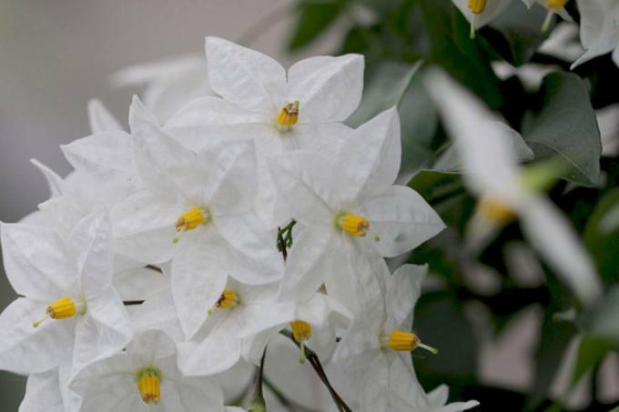 Bílý jasmín je rostlina lilek