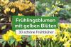 30 fiori primaverili gialli: immagine con nome