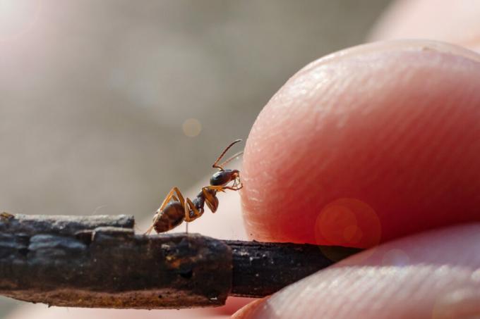 Mrav s jednim prstom udaljen od čovjeka