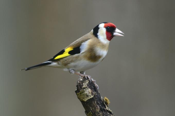 Goldfinch fågel på gren