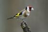 Goldfinch: 암컷, 노래 및 둥지 만들기