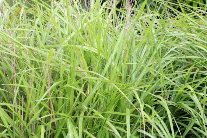 Chinese reed - Miscanthus purpurascens