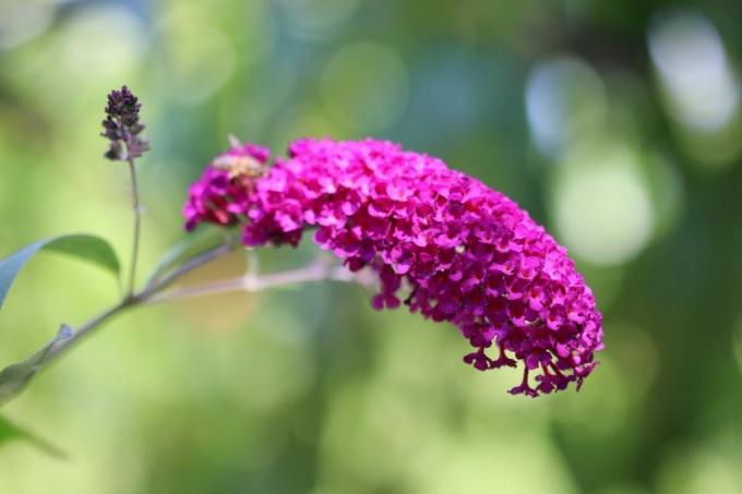 Papillon lilas - Buddleja davidii