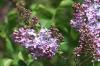 Are lilacs and lilac blossoms toxic to humans, cats or dogs?