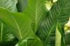 Is het enkele blad (Spathiphyllum) giftig? Risico's voor kinderen en huisdieren
