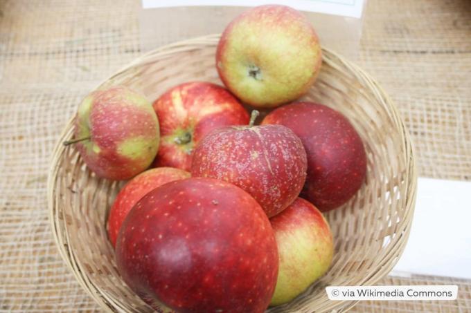 Ποικιλία μήλου 'Ingrid Marie'