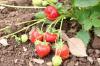 Căpșunile capătă frunze maro: cu ce îmi va ajuta plantele de căpșuni?