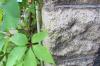 Liste des plantes grimpantes rustiques et vivaces