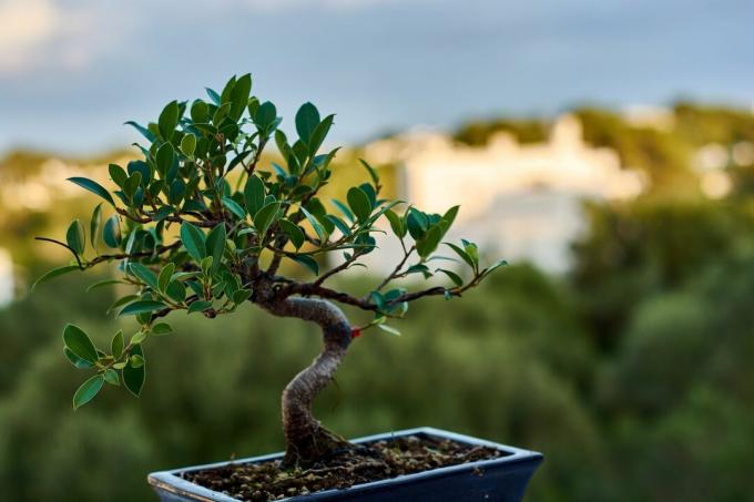 Ficus bonsaj