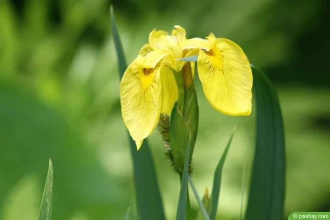 Raba iiris - Vesiiiris - Iris pseudacorus