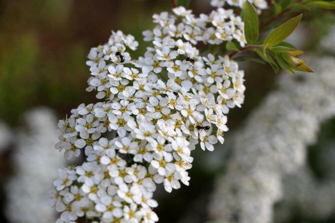 흰색 꽃이 만발한 관목, 신부 스파