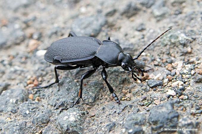 Kumbang kulit (Carabus coriaceus)