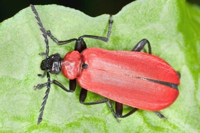 Kumbang api merah (Pyrocroa coccinea)