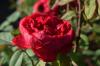 Английские розы: 15 самых красивых сортов