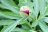 Peonies, Paeonia: 11 tips for care