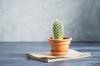 Bien prendre soin des cactus et des succulentes: aperçu