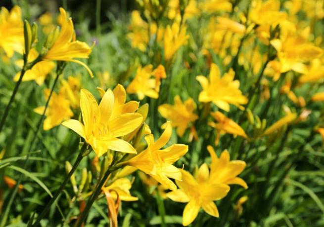 Yellow daylily grows as a perennial