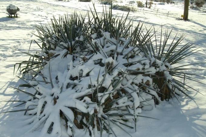 Yucca in the snow