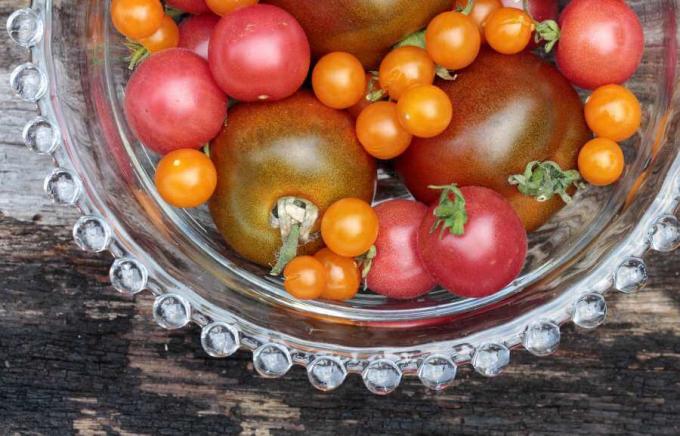 Pomidory Paula Robesona