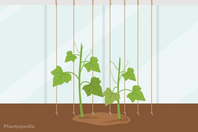 Byg agurkespalier i drivhuset