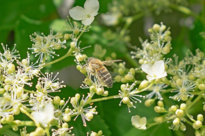 kāpjošās hortenzijas bites