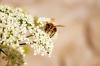 פרחים ידידותיים לדבורים: 15 פרחים לדבורים