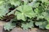 18 grave plant ground covers for every season