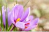 Saffron crocus, Crocus sativus: perawatan dari A-Z
