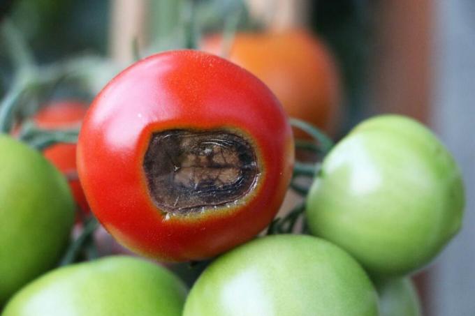 Tomaatti, jossa kukinnan päätymätä