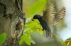 Etoile commune: chant des oiseaux, saison de reproduction & Co.