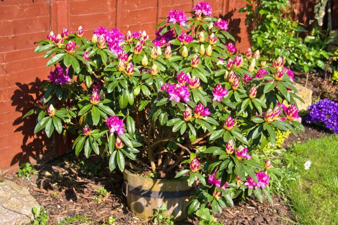 Rhododendron in a pot in the garden next to a fence
