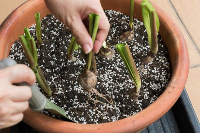 Met de hand uien in een pot met aarde en perliet planten