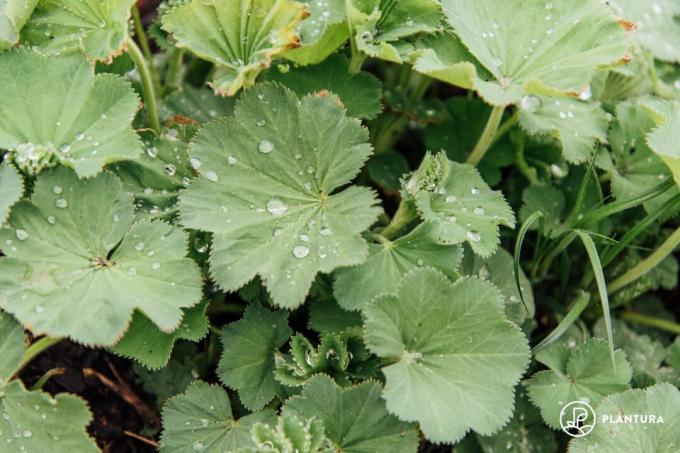 Dewdrops on lady's mantle