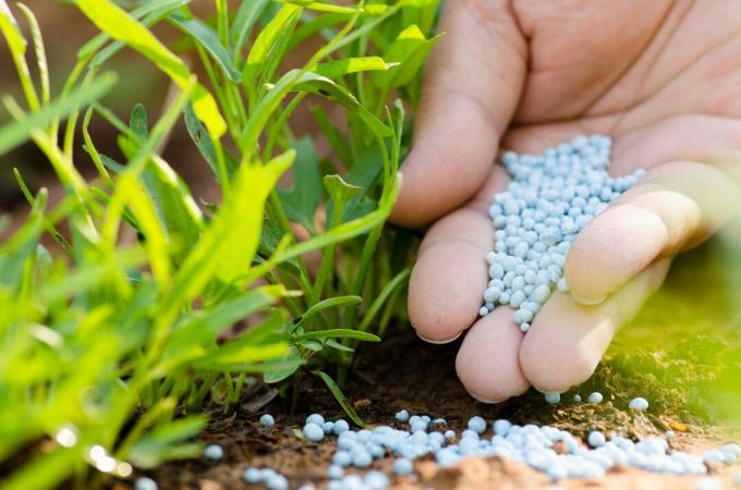 mineral fertilizer is sprinkled on the ground