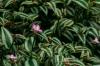 シマウマの雑草：手入れ、場所、繁殖