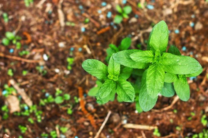 Peppermint with fertilizer in the bed