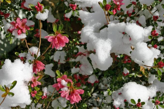 Japán Azalea Winter