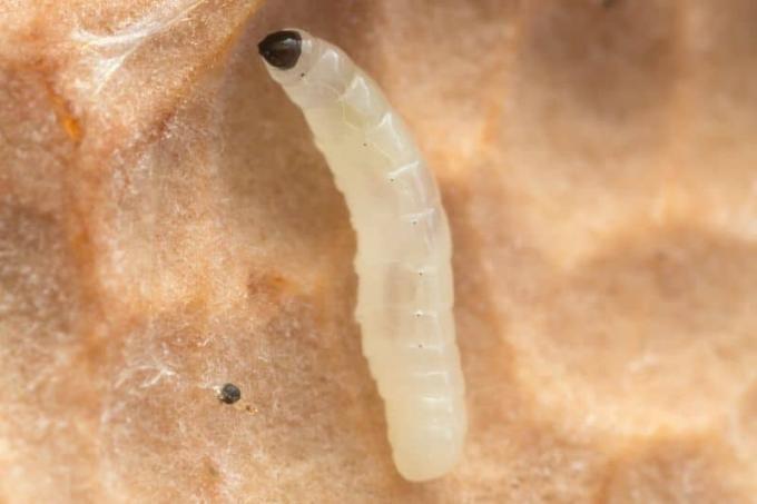 sciarid larva