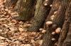 גידול פטריות על גזעי עצים: הוראות וטיפים