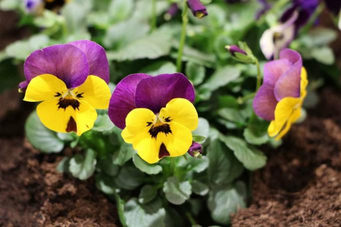 Pansies as a hardy balcony plant