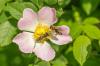 Polenizarea albinelor: cum funcționează și cu ce plante?