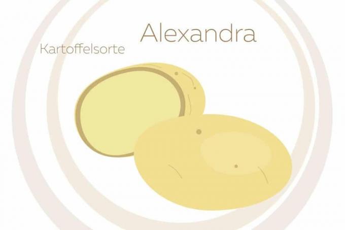 Varietà di patate Alexandra
