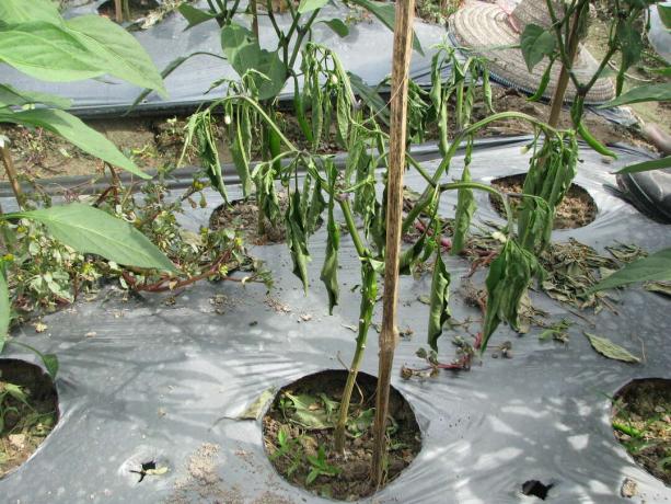 Fusarium-aantasting op de peperplant