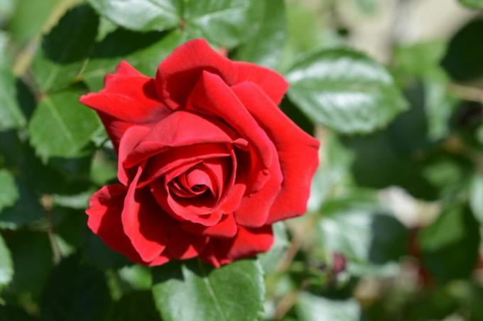 Popínavé ruže " Sympatia"