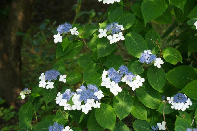 hortensia de terciopelo azul