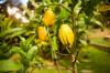 Mano de Buda: plantar y cuidar el limón