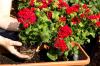 Geraniums bemesten: de beste meststof voor geraniums