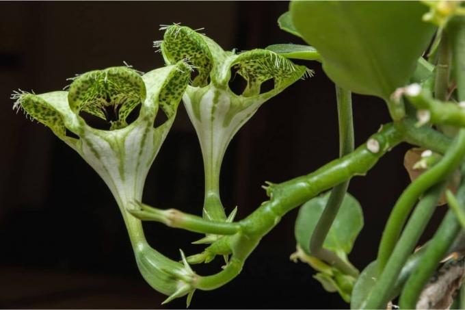 Cvet plezajočega svečnika (Ceropegia sandersonii)